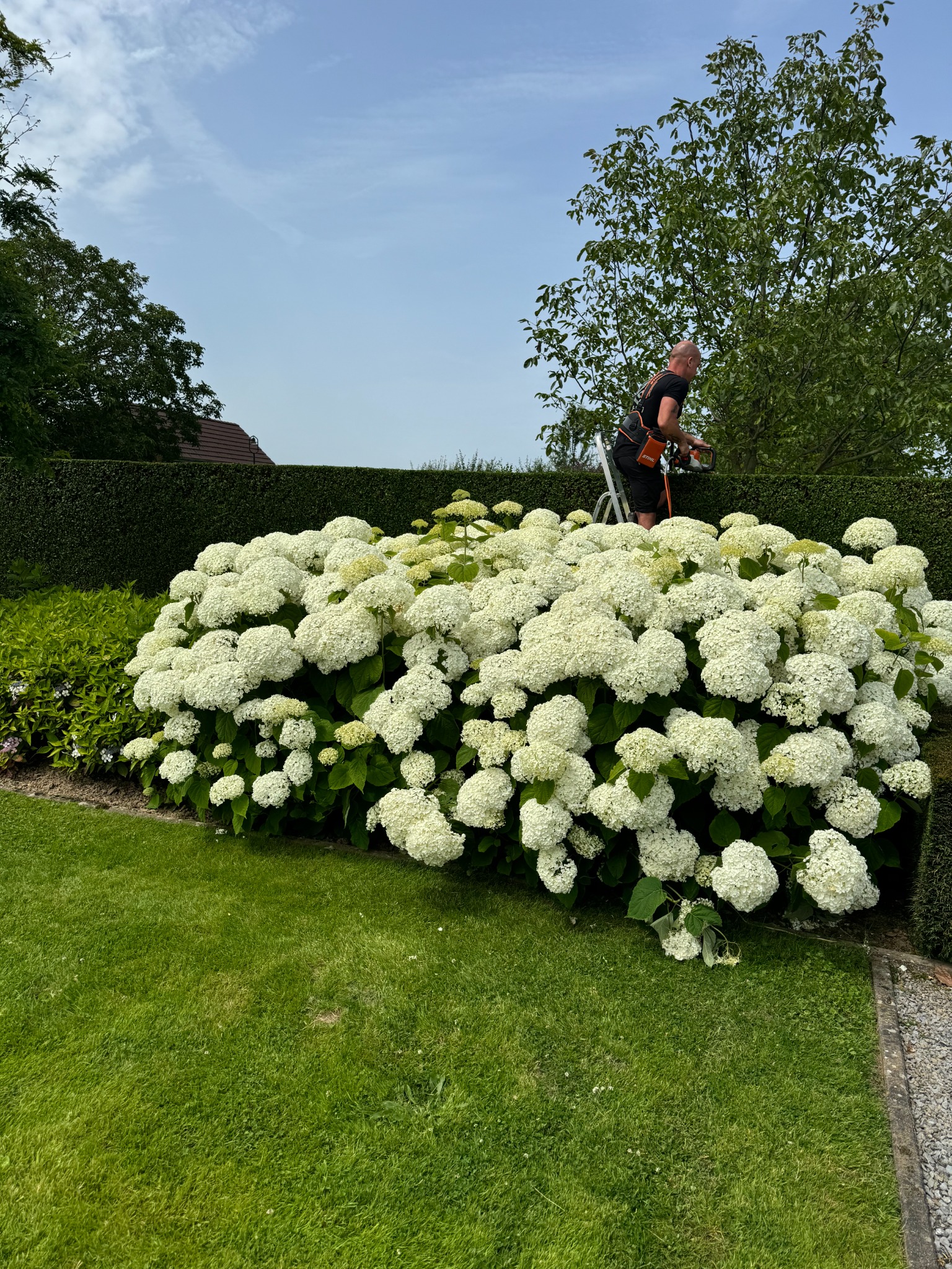 Vakman van GROEN. snoeit een boom achter bloeiende witte hortensia’s in een verzorgde tuin